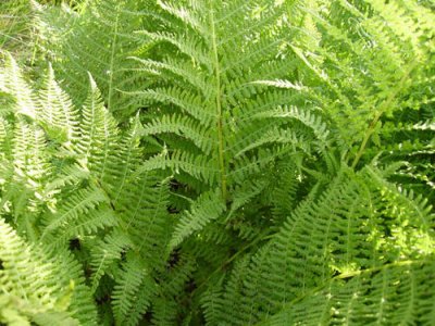 Уникальная ботаническая находка